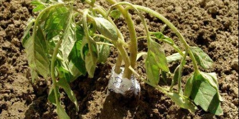 Smrznuti vrhovi krompira: šta učiniti